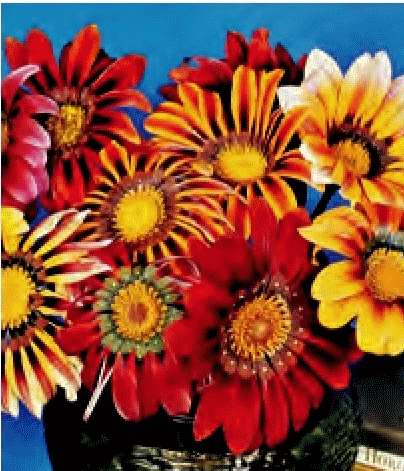 GAZANIA SPLENDENS RAGGIO DI SOLE MISCUGLIO GR.10 - Foto 2